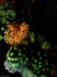 Nembrotha cristata, taken from Philippines, Canon A40 + Y... by Vasa P. Sirinupongs 